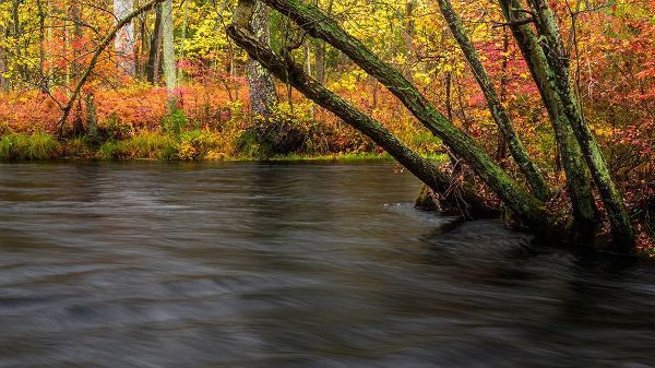New Jersey-Wharton State Forest River and forest in autumn
